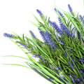5 Pack Long Stem Purple Lavender Plant 50cm UV Resistant Wall Plant