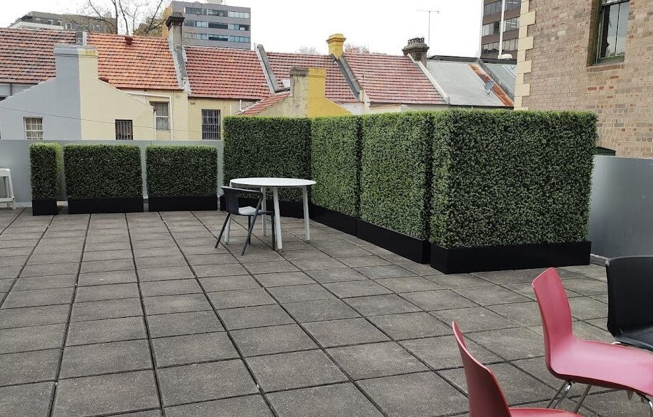Portable Pittosporum Buxus Hedge 1m x 1m - UVTEX Certified UV Resistant