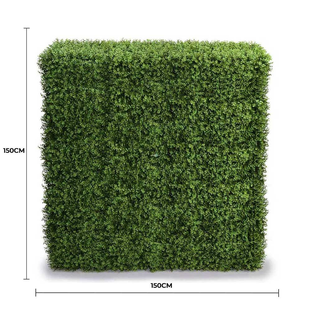 Portable Pittosporum Hedge 1.5m x 1.5m - UVTEX Certified UV Resistant